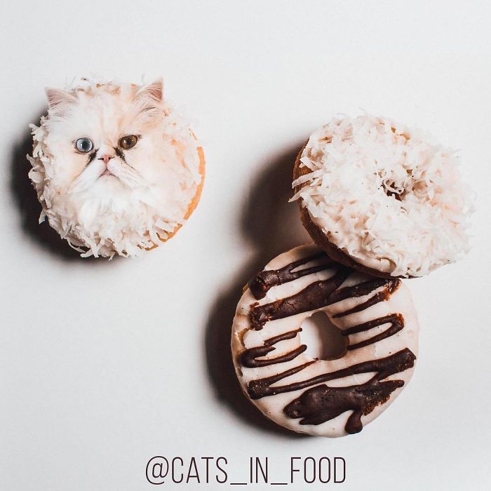 Cats In Food Photoshop