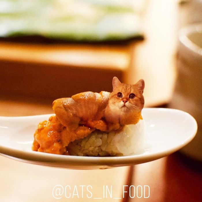 Cats In Food Photoshop