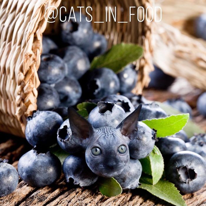 Cats In Food Photoshop