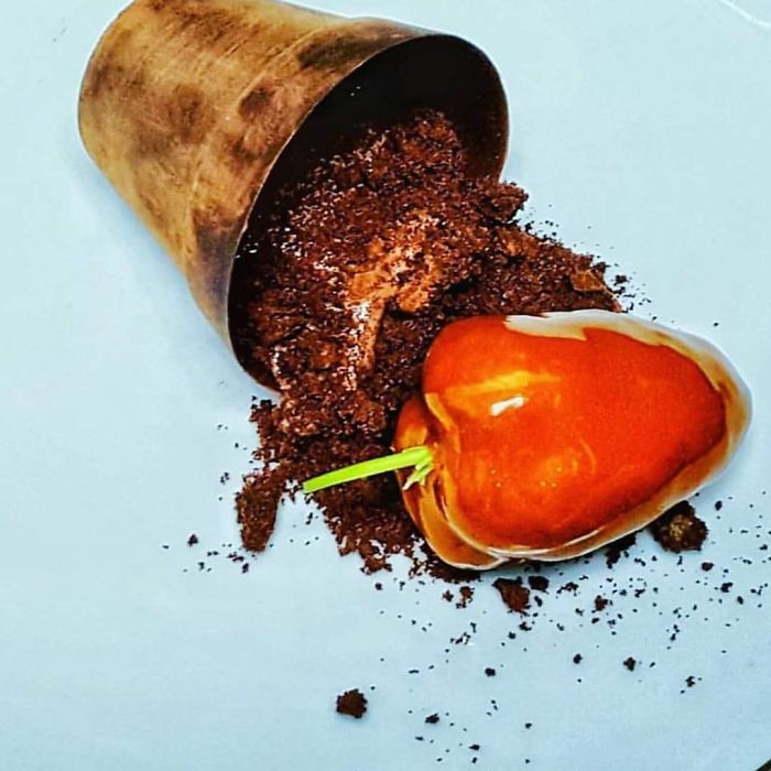 Scotch Bonnet Infused Brownie, Chocolate Mousse, Chocolate Plantpot