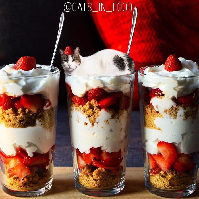 Cats In Food Photoshop