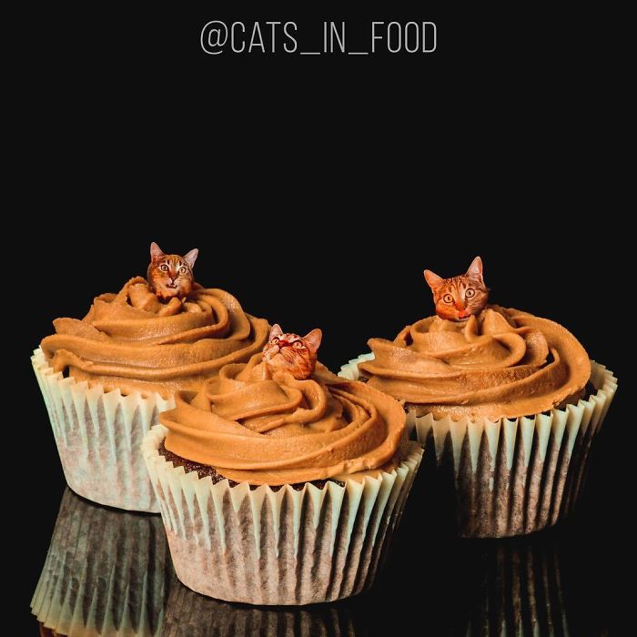 Cats In Food Photoshop