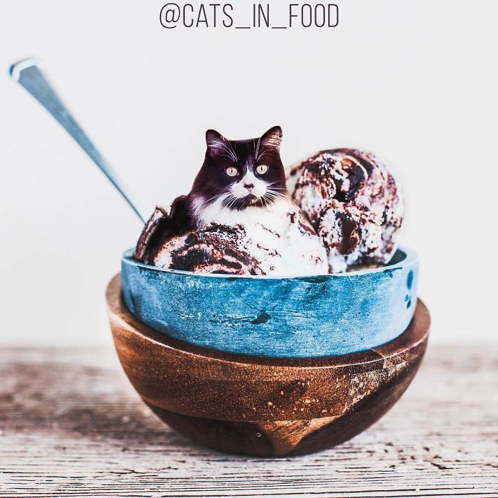 Cats In Food Photoshop