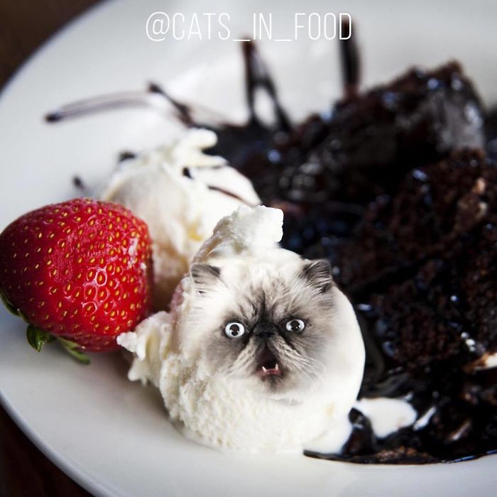Cats In Food Photoshop