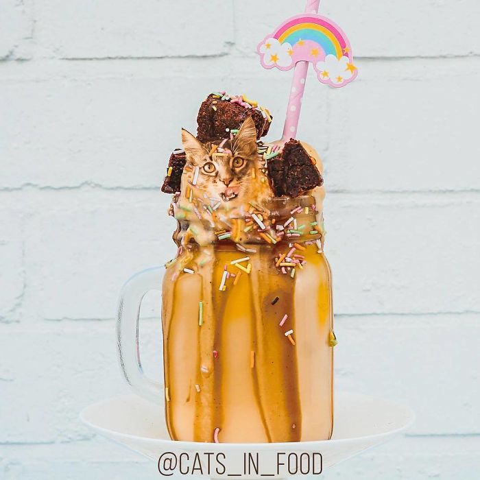 Cats In Food Photoshop