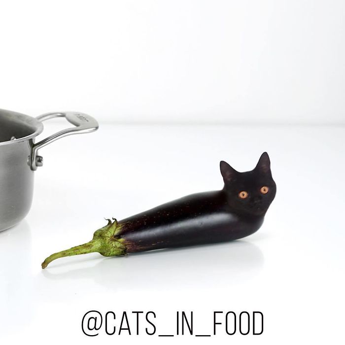 Cats In Food Photoshop