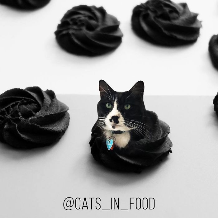 Cats In Food Photoshop