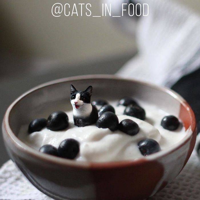 Cats In Food Photoshop