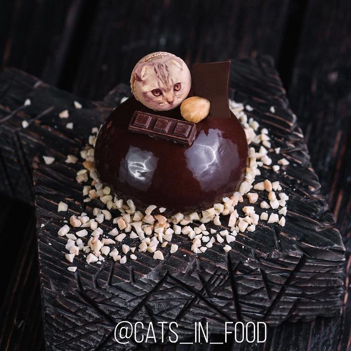 Cats In Food Photoshop