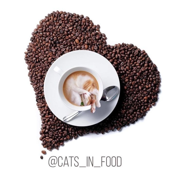 Cats In Food Photoshop