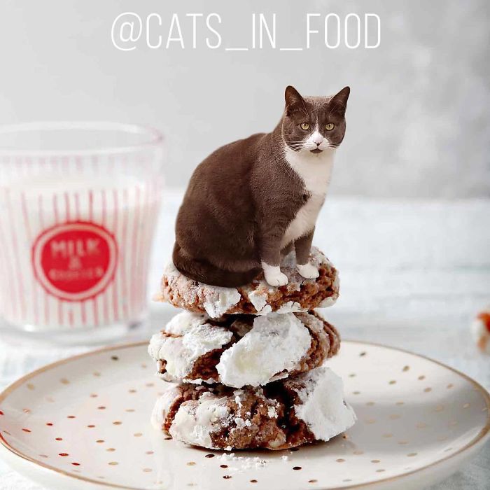 Cats In Food Photoshop