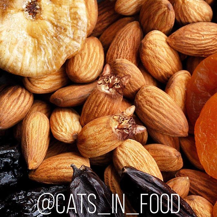 Cats In Food Photoshop