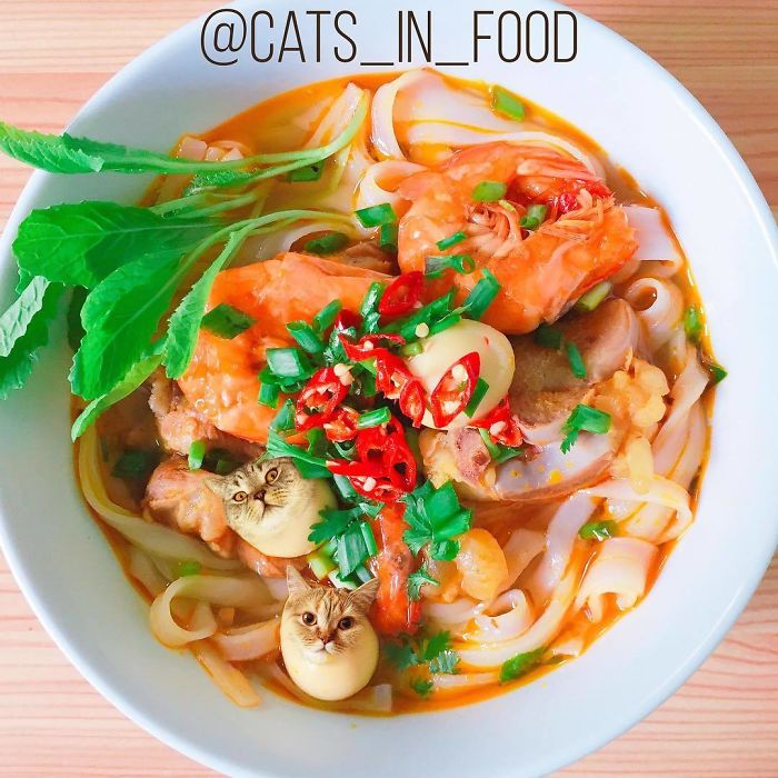 Cats In Food Photoshop