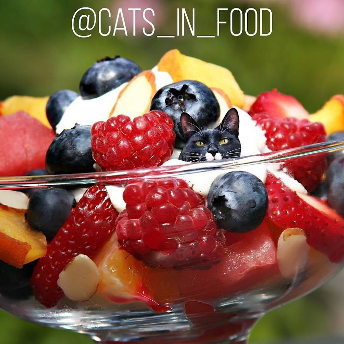 Cats In Food Photoshop