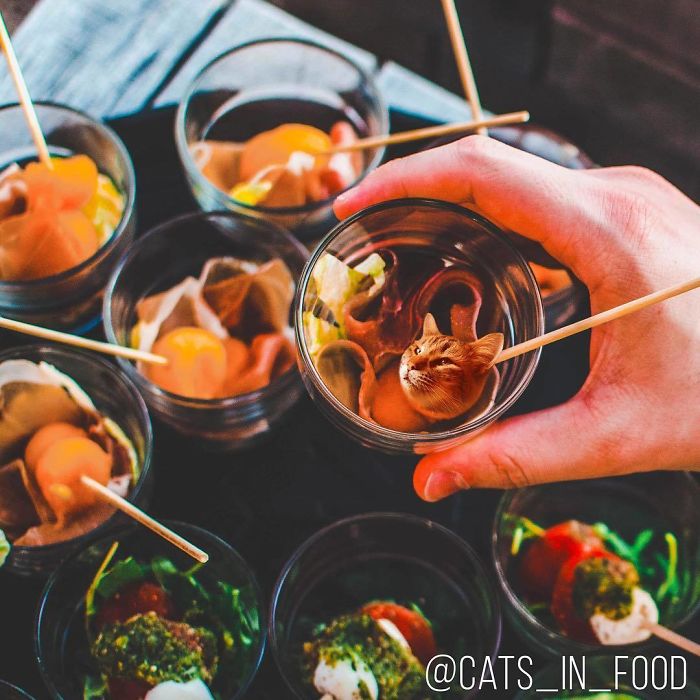 Cats In Food Photoshop