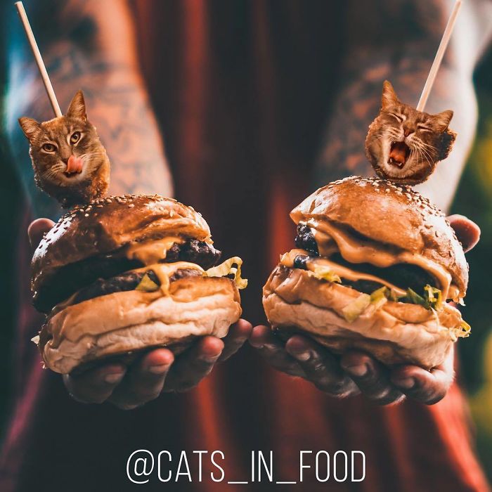 Cats In Food Photoshop