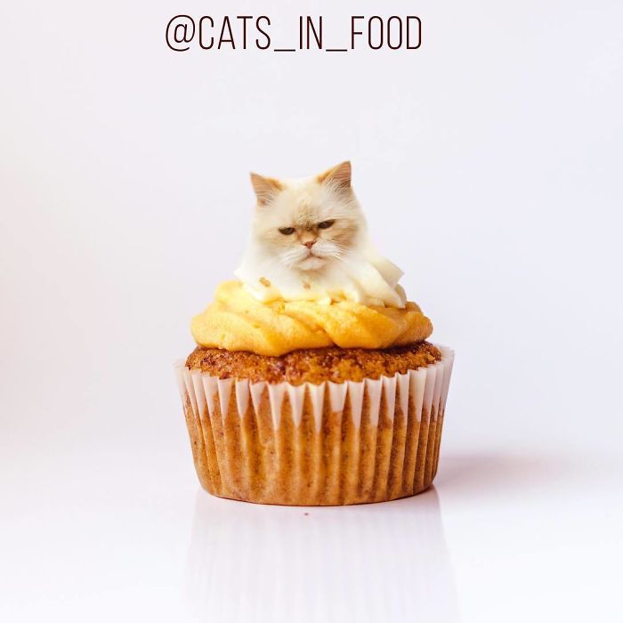 Cats In Food Photoshop