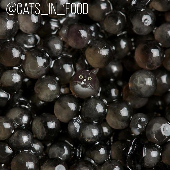 Cats In Food Photoshop