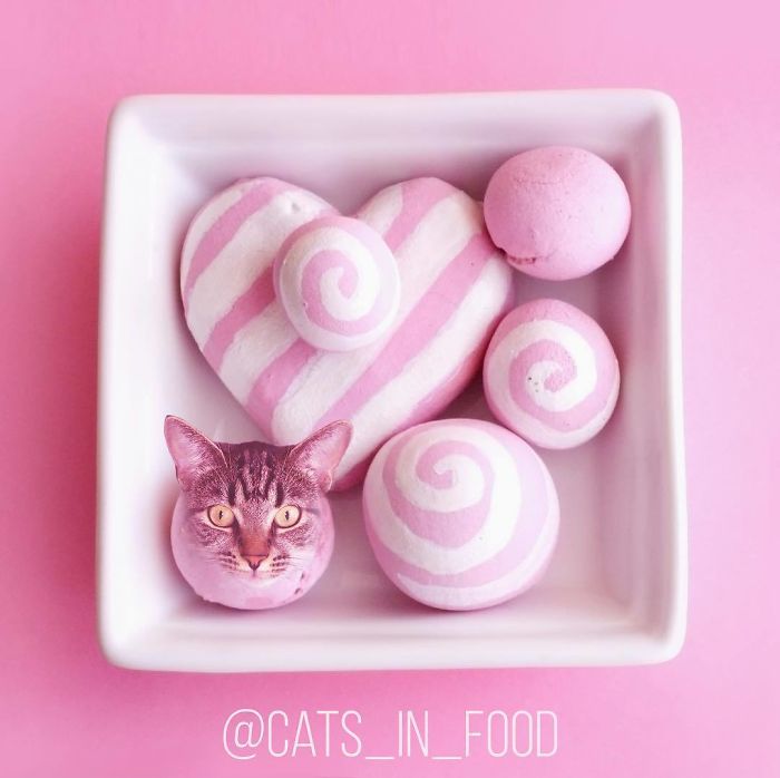 Cats In Food Photoshop