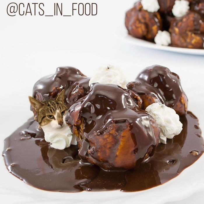 Cats In Food Photoshop