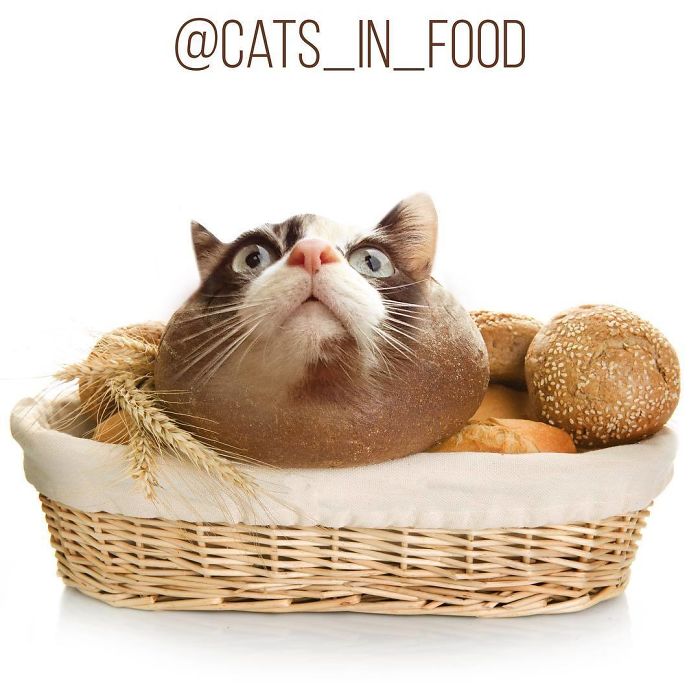 Cats In Food Photoshop
