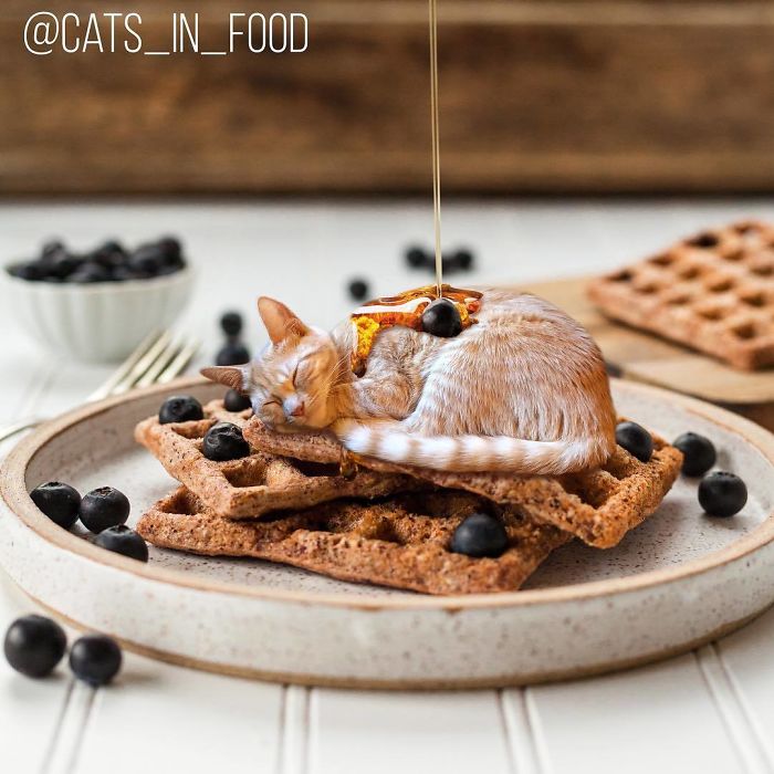Cats In Food Photoshop
