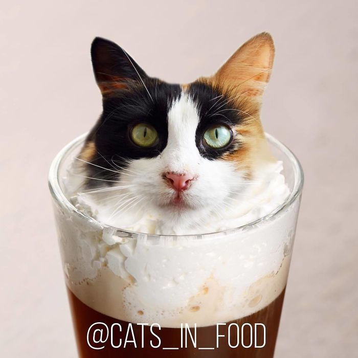 Cats In Food Photoshop