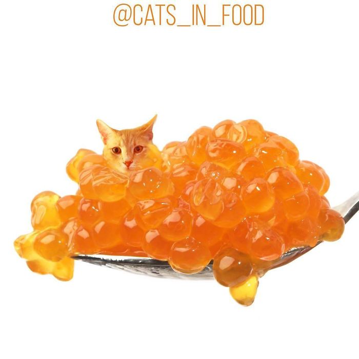 Cats In Food Photoshop