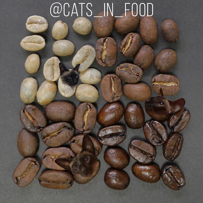Cats In Food Photoshop