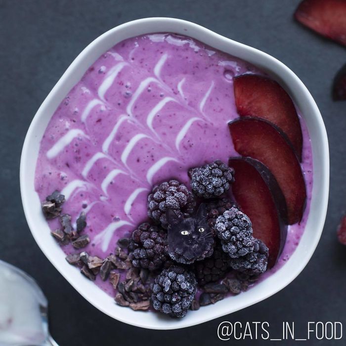 Cats In Food Photoshop