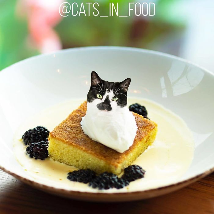 Cats In Food Photoshop
