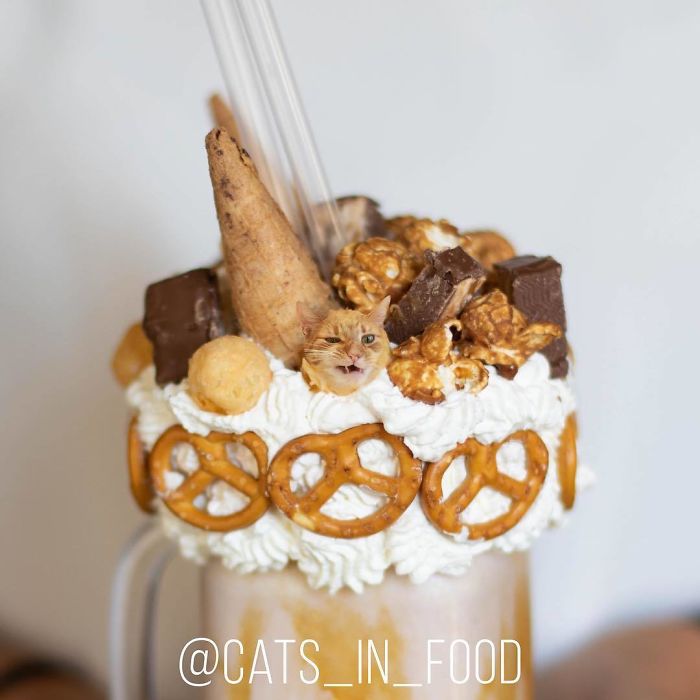 Cats In Food Photoshop