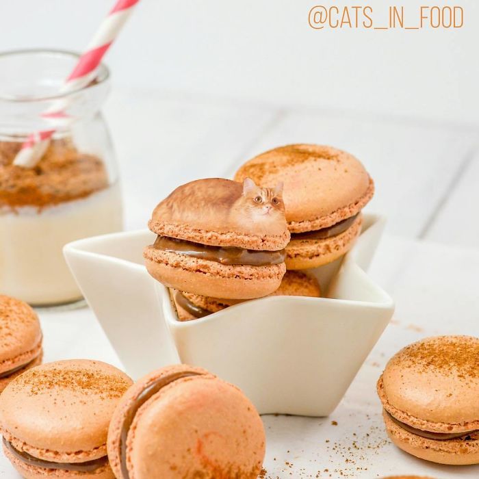 Cats In Food Photoshop