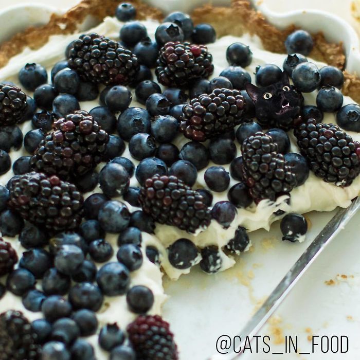 Cats In Food Photoshop