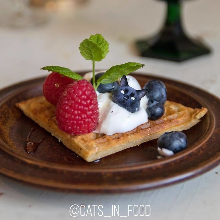 Cats In Food Photoshop