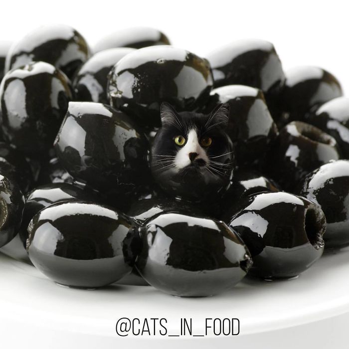 Cats In Food Photoshop