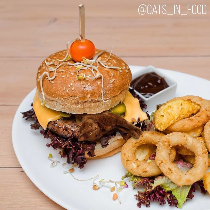 Cats In Food Photoshop