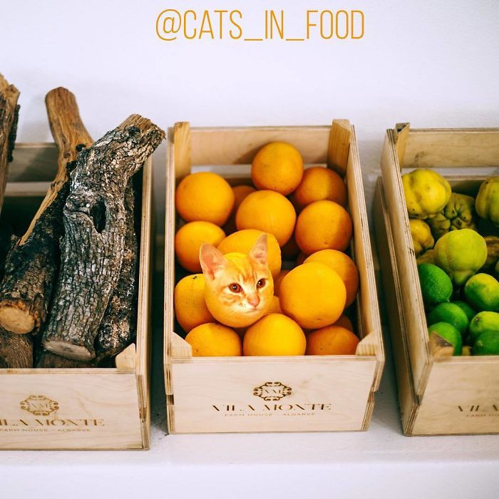 Cats In Food Photoshop