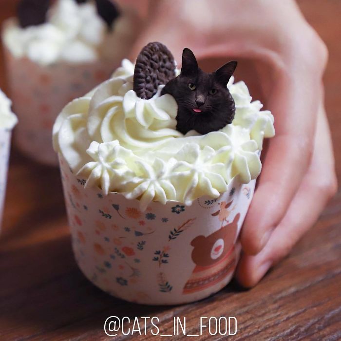 Cats In Food Photoshop