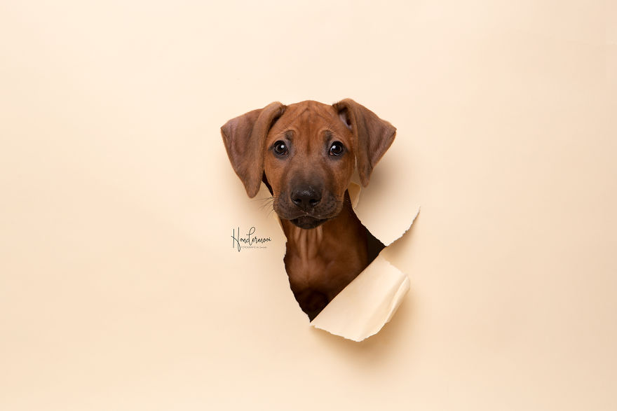 I Took Pictures Of Dogs Before They Nearly Destroyed My Studio