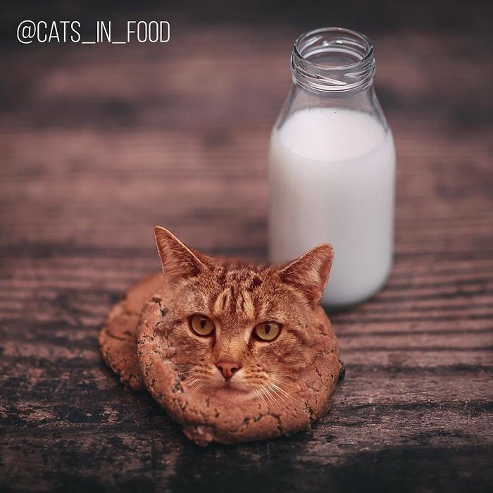 Cats In Food Photoshop