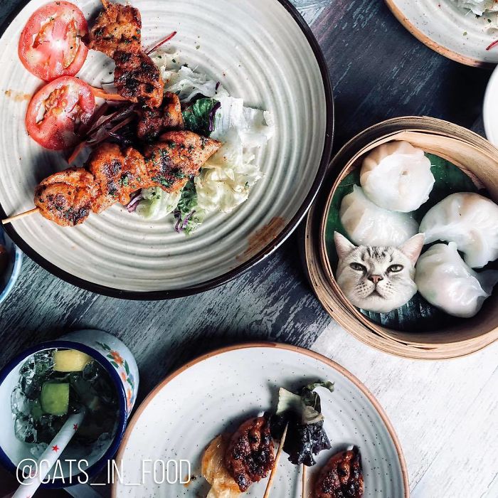 Cats In Food Photoshop