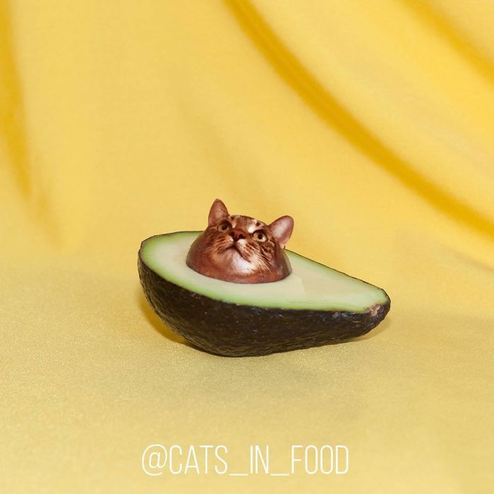 Cats In Food Photoshop