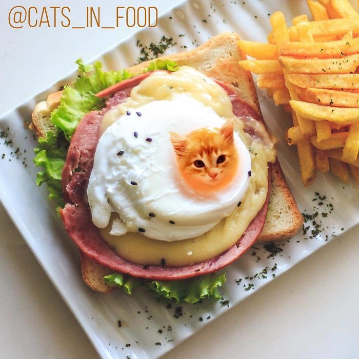 Cats In Food Photoshop