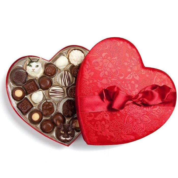 Cats In Food Photoshop