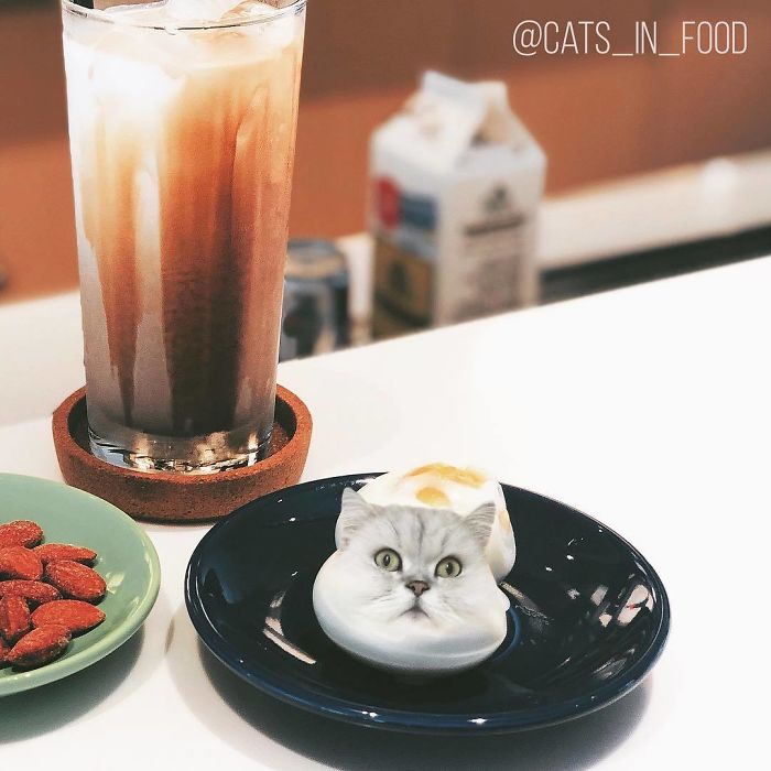 Cats In Food Photoshop