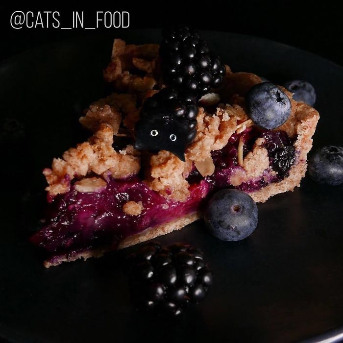 Cats In Food Photoshop