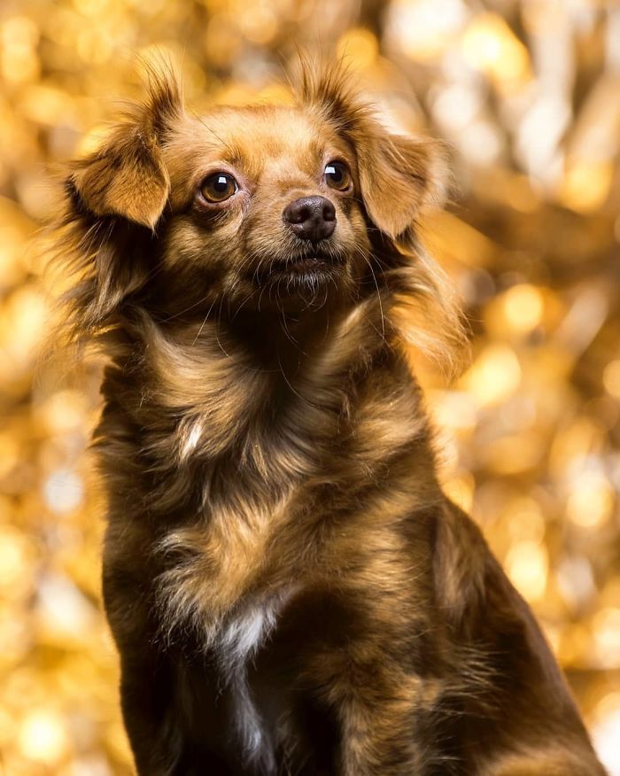 Little Dog Copies Her Bronze Owner In A Bronze Living Statue Performance And It Goes Viral Little Dog Copies Her Bronze Owner In A Bronze Living Statue Performance And It Goes Viral