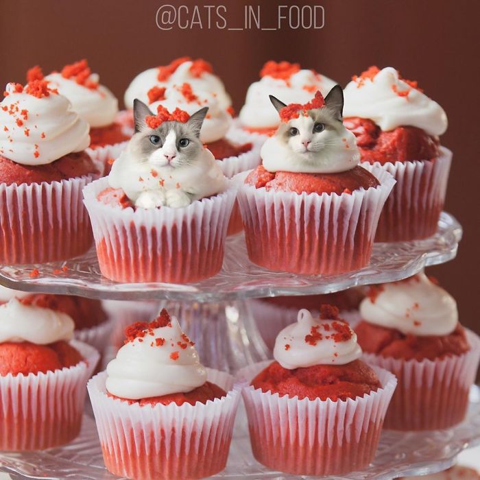 Cats In Food Photoshop
