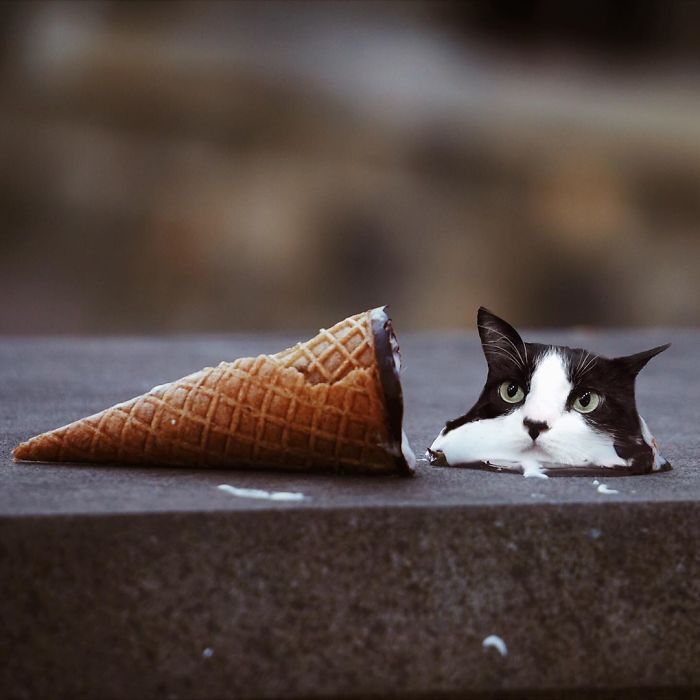 Cats In Food Photoshop